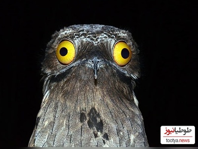 (عکس) پرندگان عجیبی که نمیشه بهشون نخندید / چه ژستی هم جلو دوربین گرفتن انگار ملکه زیبایی هستن😂