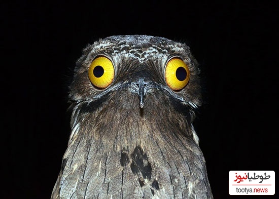 (عکس) پرندگان عجیبی که نمیشه بهشون نخندید / چه ژستی هم جلو دوربین گرفتن انگار ملکه زیبایی هستن😂