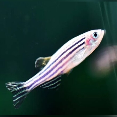 پرورش گورخرماهی در فضا توسط چینی‌ها+عکس