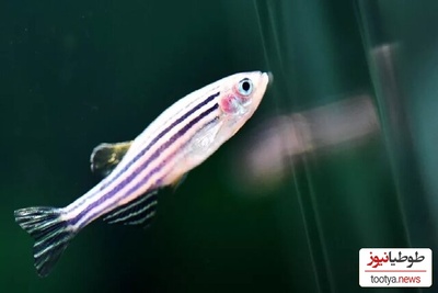 پرورش گورخرماهی در فضا توسط چینی‌ها+عکس