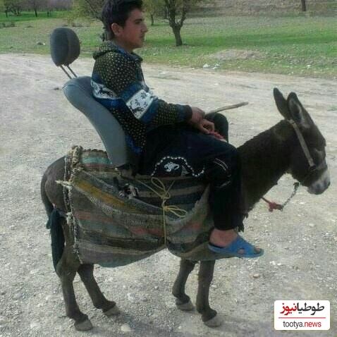 خلاقیت چوپان