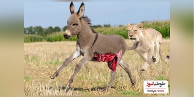 (ویدئو) مستند روز: حیات وحش حیوانات/ راز بقا، این قسمت: نبرد نفس‌گیر اُلاغ شجاع با سلطان جنگل،شیر