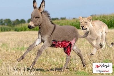 (ویدئو) مستند روز: حیات وحش حیوانات/ راز بقا، این قسمت: نبرد نفس‌گیر اُلاغ شجاع با سلطان جنگل،شیر