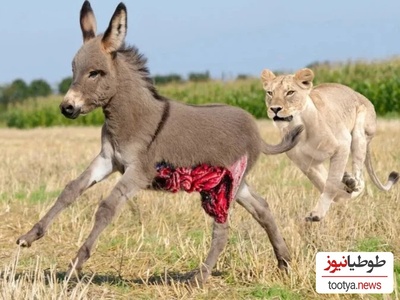 (ویدئو) مستند روز: حیات وحش حیوانات/ راز بقا، این قسمت: نبرد نفس‌گیر اُلاغ شجاع با سلطان جنگل،شیر