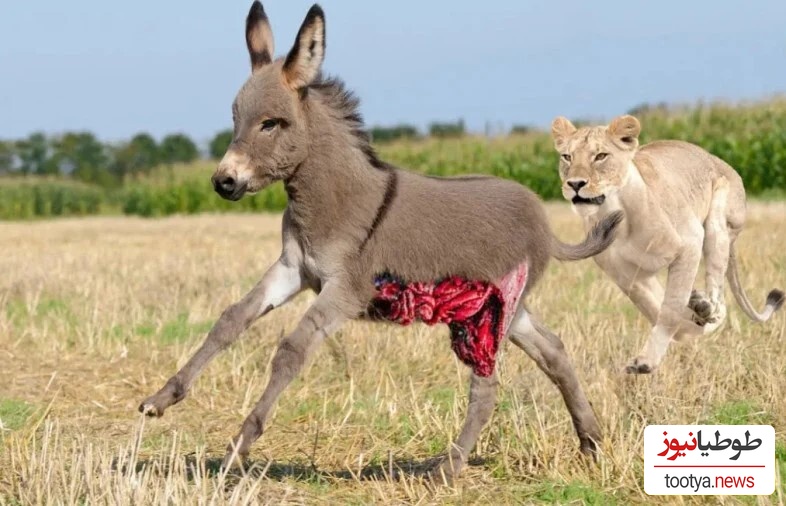 (ویدئو) مستند روز: حیات وحش حیوانات/ راز بقا، این قسمت: نبرد نفس‌گیر اُلاغ شجاع با سلطان جنگل،شیر