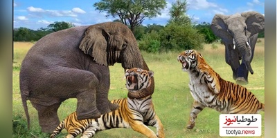 (ویدئو) مستند حیات وحش حیوانات/ راز بقا، این داستان: فیل و  ببر وحشی