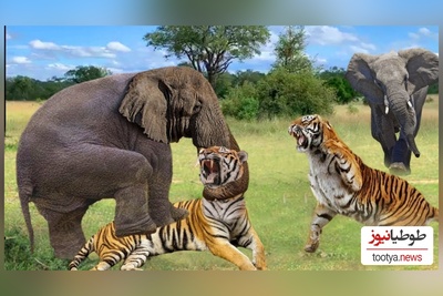 (ویدئو) مستند حیات وحش حیوانات/ راز بقا، این داستان: فیل و  ببر وحشی