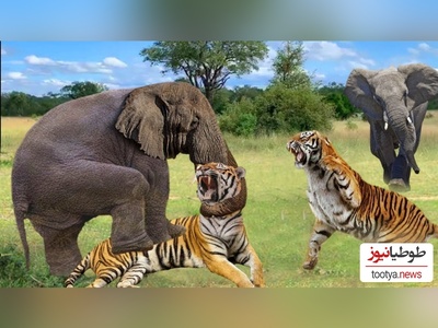 (ویدئو) مستند حیات وحش حیوانات/ راز بقا، این داستان: فیل و  ببر وحشی