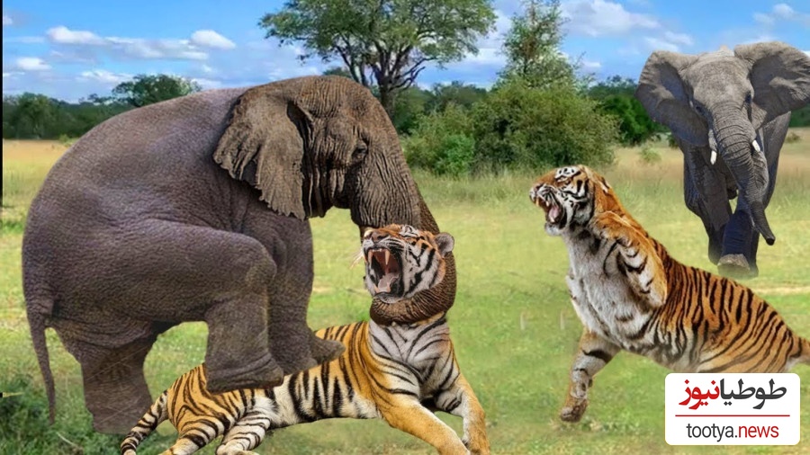 (ویدئو) مستند حیات وحش حیوانات/ راز بقا، این داستان: فیل و  ببر وحشی