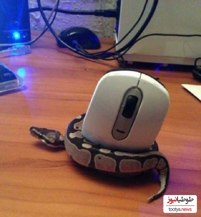 مار خنگ
