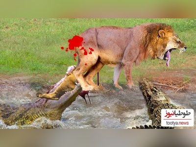 (ویدئو) مستند حیات وحش حیوانات/  نبرد نفس‌گیر 4 شیر و کروکودیل تنها
