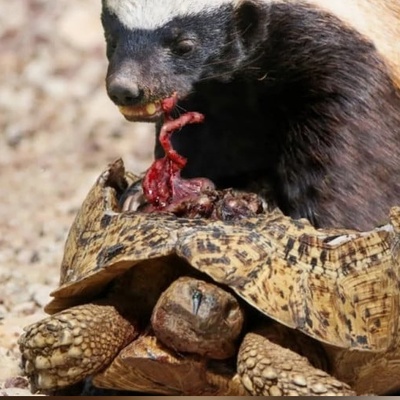 بدشانسی پشتِ بدشانسی؛ فرار ناموفق لاک‌پشت از روباه و برخورد مرگبار با گورکن!+ویدیو