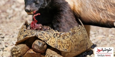 بدشانسی پشتِ بدشانسی؛ فرار ناموفق لاک‌پشت از روباه و برخورد مرگبار با گورکن!+ویدیو