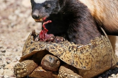 بدشانسی پشتِ بدشانسی؛ فرار ناموفق لاک‌پشت از روباه و برخورد مرگبار با گورکن!+ویدیو