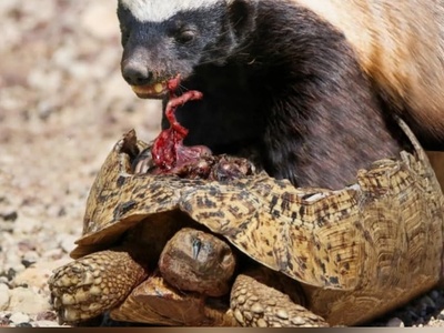 بدشانسی پشتِ بدشانسی؛ فرار ناموفق لاک‌پشت از روباه و برخورد مرگبار با گورکن!+ویدیو