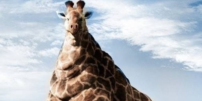 (ویدیو) چاقی بانمک این حیوانات باعث دردسر باغ وحش شد!