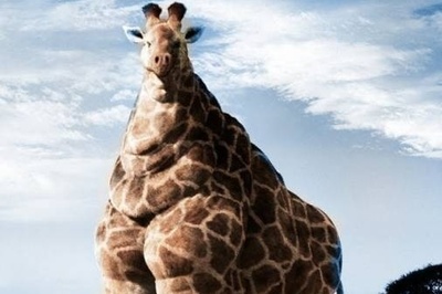 (ویدیو) چاقی بانمک این حیوانات باعث دردسر باغ وحش شد!