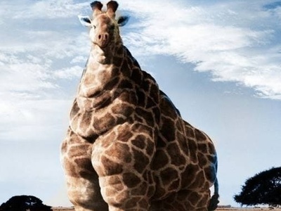 (ویدیو) چاقی بانمک این حیوانات باعث دردسر باغ وحش شد!