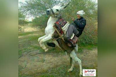 خلاقیت خنده‌دار چوپان ایرانی در ترکیب صندلی پراید و الاغ مرزهای تکنولوژی رو 10 کیلومتری جا به جا کرد