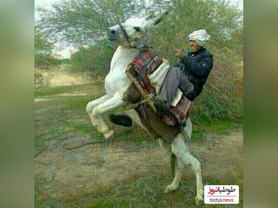 خلاقیت خنده‌دار چوپان ایرانی در ترکیب صندلی پراید و الاغ مرزهای تکنولوژی رو 10 کیلومتری جا به جا کرد