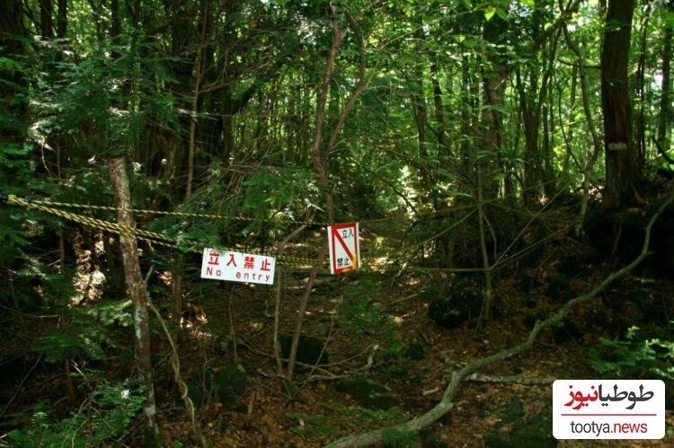 جنگل خودکشی (Suicide Forest)، ژاپن