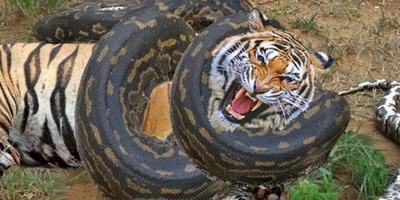 حیات وحش ؛راز بقا/ نبرد واقعی مار پیتون غول آسا با ببر بنگال برای شکل توله ببرهای چرب و چیلی وعده ناهارش