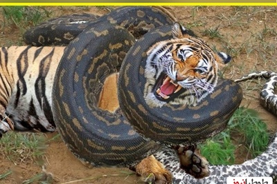 حیات وحش ؛راز بقا/ نبرد واقعی مار پیتون غول آسا با ببر بنگال برای شکل توله ببرهای چرب و چیلی وعده ناهارش