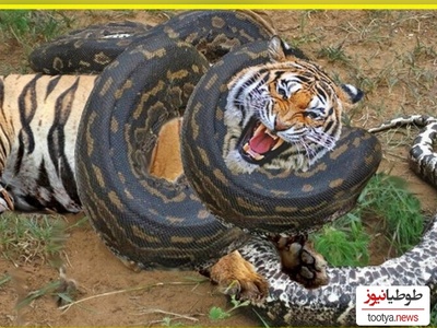حیات وحش ؛راز بقا/ نبرد واقعی مار پیتون غول آسا با ببر بنگال برای شکل توله ببرهای چرب و چیلی وعده ناهارش
