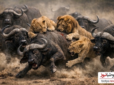 (ویدئو) مستند حیات وحش حیوانات/ نبرد شیر و گاومیش
