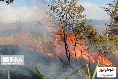 جنگل های لرستان در آتش سوخت!/واکنش تند بازیگران و سلبریتی ها به آتش سوزی جنگل های زاگرس