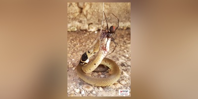 (ویدئو)مستند حیات وحش حیوانات /راز بقا: عنکبوتی که مار به دام افتاده در تارش را خورد!