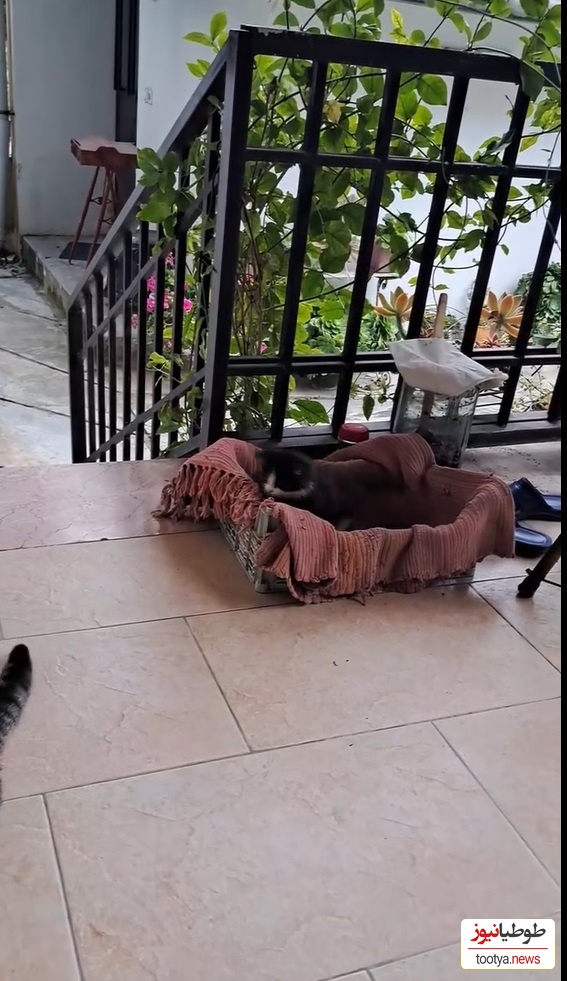 چیدمان منزل سیاوش خیرابی