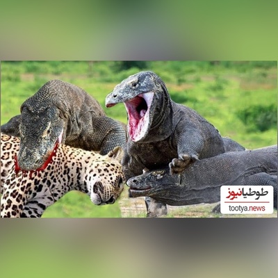 (ویدئو) مستند حیات وحش حیوانات/ : نبرد سهمگین پلنگ آمریکایی و اژدهای کومودوی وحشی