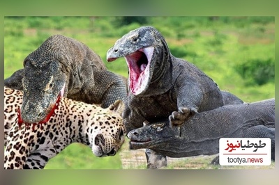 (ویدئو) مستند حیات وحش حیوانات/ : نبرد سهمگین پلنگ آمریکایی و اژدهای کومودوی وحشی