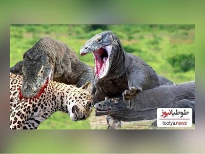 (ویدئو) مستند حیات وحش حیوانات/ : نبرد سهمگین پلنگ آمریکایی و اژدهای کومودوی وحشی