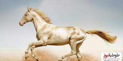 (تصاویر)15 نوع از خاص ترین و مشهورترین نژادهای اسب با زیبایی خیره کننده!/بیشتر شبیه نقاشی هستن تا اسب واقعی