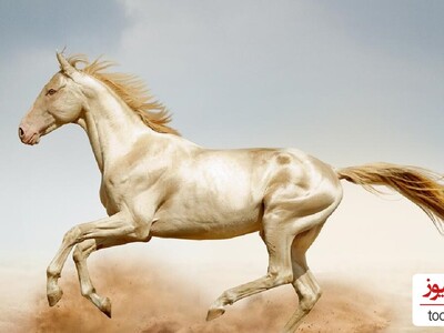 (تصاویر)15 نوع از خاص ترین و مشهورترین نژادهای اسب با زیبایی خیره کننده!/بیشتر شبیه نقاشی هستن تا اسب واقعی