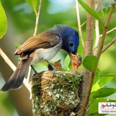 (ویدئو)لحظه زیبا و بی‌نظیر غذا رساندن گنجشگ پدر به فرزندش روی میز یک کافه!