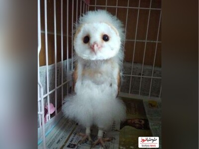 فکر می‌کنی امروز بدتیپی؟ نگاهی به این 5 پرنده بنداز تا اعتماد به نفست برگرده!/ بدعکس‌ترین پرنده‌ها