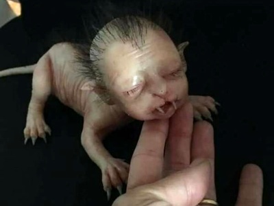 تولد نوزاد 4 پای عجیب الخلقه نیمه انسان و نیمه حیوان! از حکمت خدا نمیشه ساده رد شد!