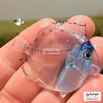 (ویدیو) عجیب‌ترین و بینظیرترین حیوانات شفاف/ موجودات نامرئی در دنیای واقعی