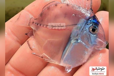 (ویدیو) عجیب‌ترین و بینظیرترین حیوانات شفاف/ موجودات نامرئی در دنیای واقعی