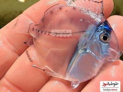 (ویدیو) عجیب‌ترین و بینظیرترین حیوانات شفاف/ موجودات نامرئی در دنیای واقعی