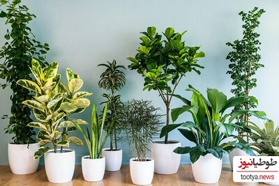 (تصاویر) آیا میدانید کدام گیاهان برایتان خوش شانسی میاورند!/ 9 گیاه آپارتمانی که خوش یمن هسنتد را شناسید... | شما درخت پول تو خونتون دارید؟