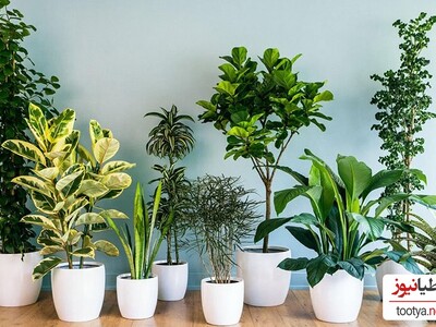 (تصاویر) آیا میدانید کدام گیاهان برایتان خوش شانسی میاورند!/ 9 گیاه آپارتمانی که خوش یمن هسنتد را شناسید... | شما درخت پول تو خونتون دارید؟