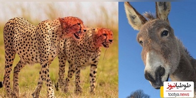 (ویدئو) مستند حیات وحش حیوانات/  پلنگ وحشی و اُلاغ