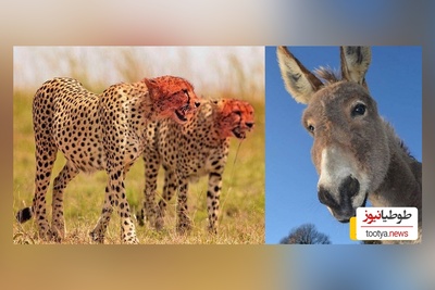 (ویدئو) مستند حیات وحش حیوانات/  پلنگ وحشی و اُلاغ