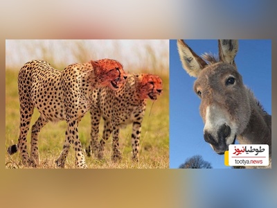 (ویدئو) مستند حیات وحش حیوانات/  پلنگ وحشی و اُلاغ