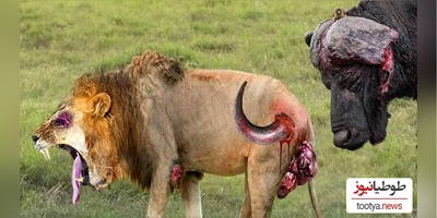 (ویدئو) مستند حیات وحش حیوانات/ نبرد  نفس‌گیر شیر و گاومیش