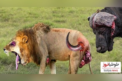 (ویدئو) مستند حیات وحش حیوانات/ نبرد  نفس‌گیر شیر و گاومیش